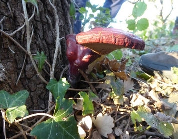 Champignon lignivore sur arbre d'ornement