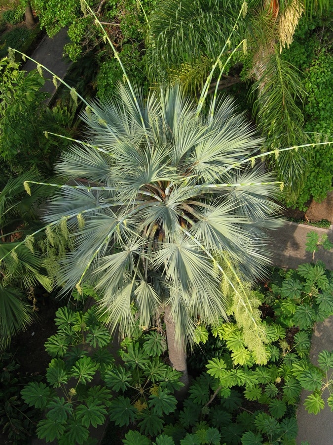 formation palmier ornementaux