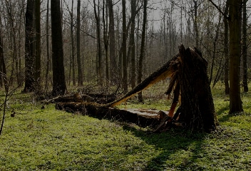 Détection des arbres à risques