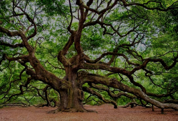 Architecture et développement de l'arbre