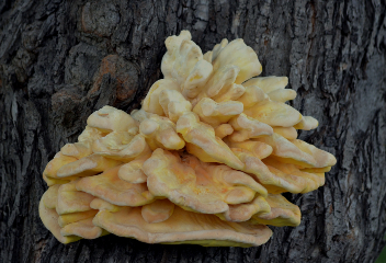 Champignons lignivores sur les arbres d'ornement