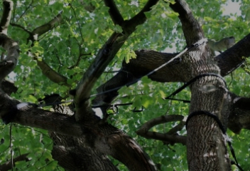 Confortement des arbres par la pratique du haubanage