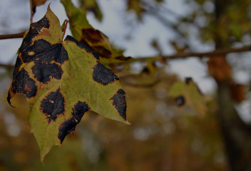 Pathologie arbre