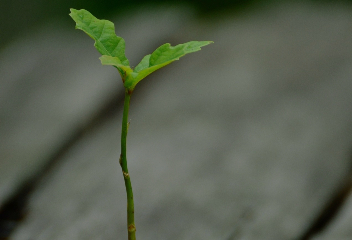 Pousse d'arbre