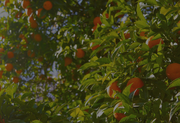 PLANTATION D'ARBRES