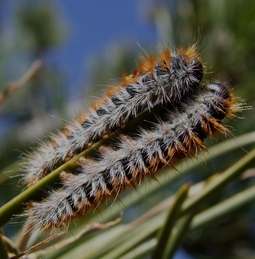 Focus sur la chenille processionnaire du pin